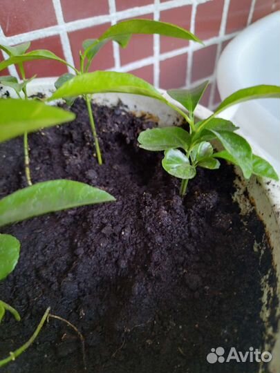 Мандариновые деревья