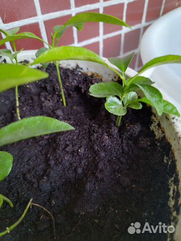 Мандариновые деревья