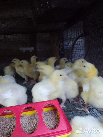 Цыплята