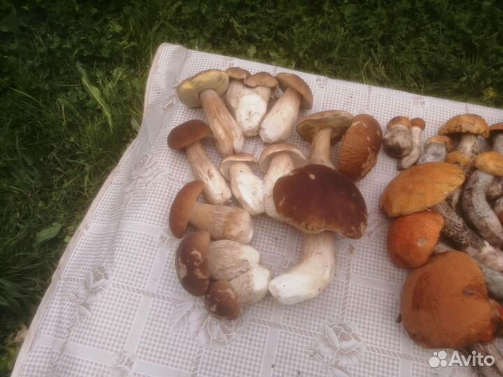 Черника, Грибы белые, боровики