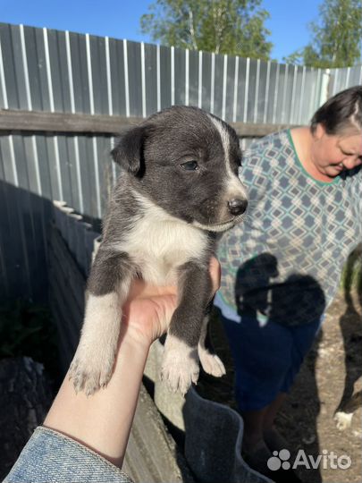 Щенки алабая