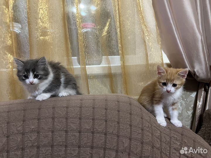 Котята отдам в добрые руки бесплатно