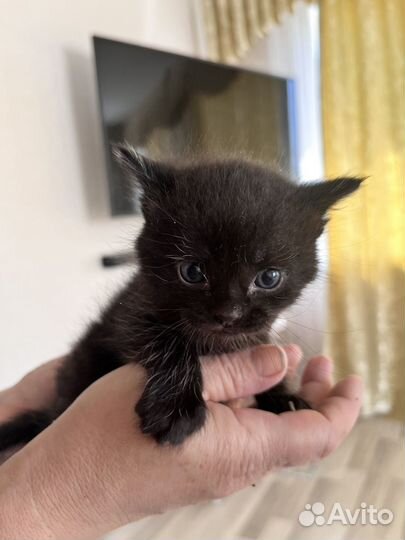 Кошка в дар