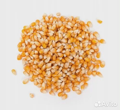 Зерно кукурузы премиальное (сорт бабочка)