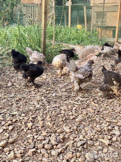 Продаются Цыплята и Курочки