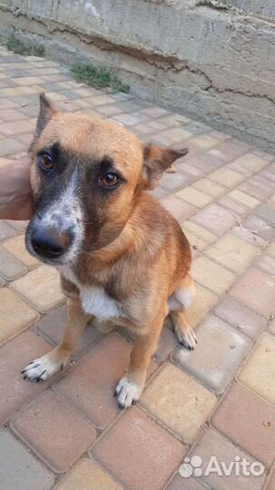 Собака в добрые руки