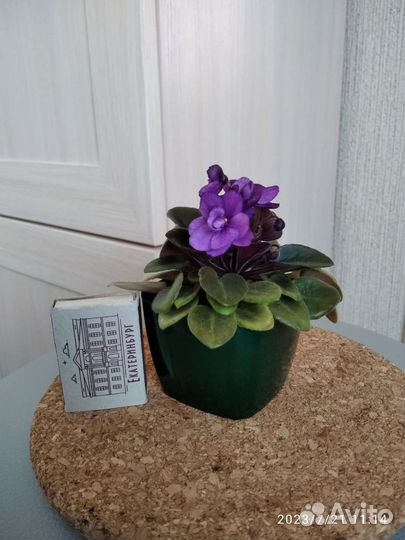 Мини фиалка