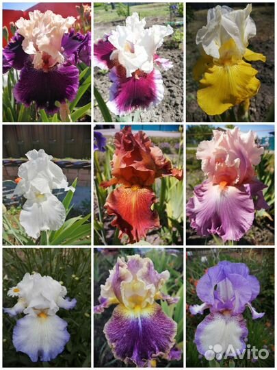 Ирисы бородатые