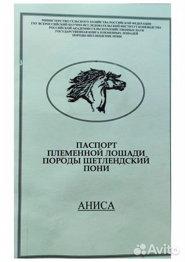 Продается кобыла, шетлендский пони