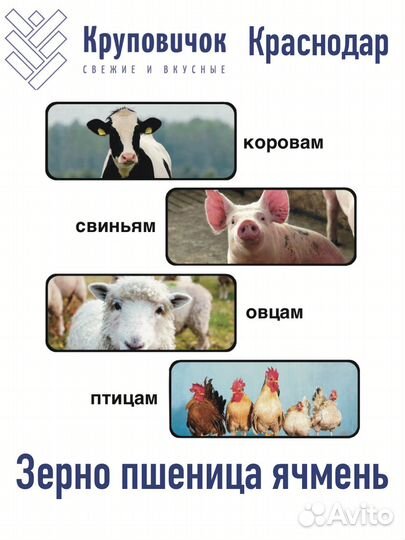Зерно пшеница ячмень