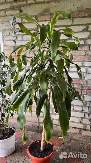 Комнатные цветы