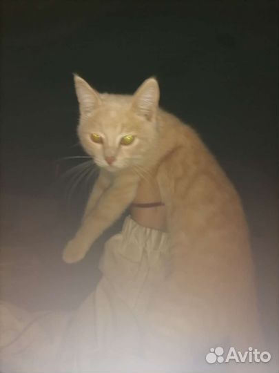 Рыжий котенок