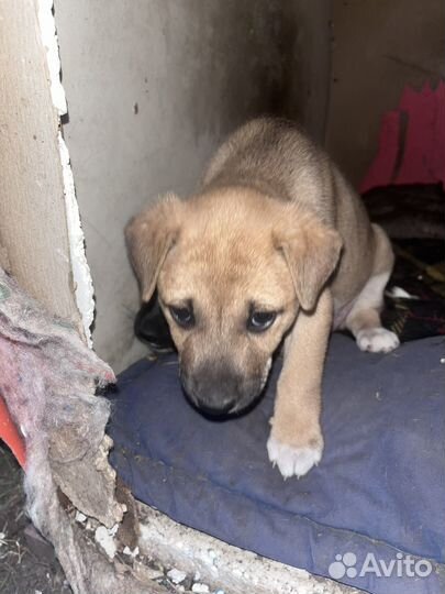 Щенок девочка 1 месяц