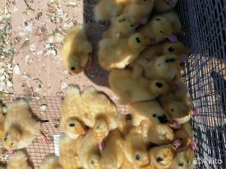 Гусята, Утята, Индюшата, цыплята, Цесарята