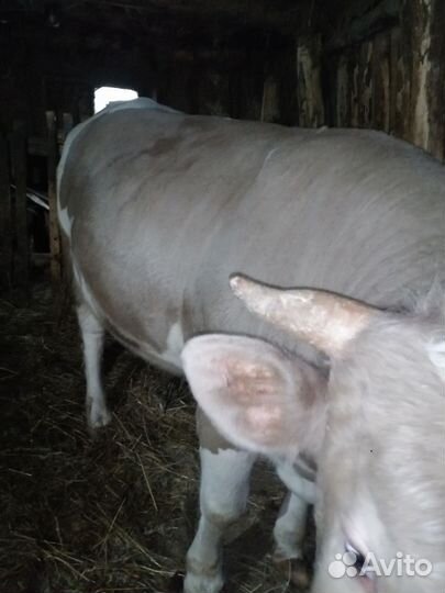 Бык и 2 тёлки живым весом