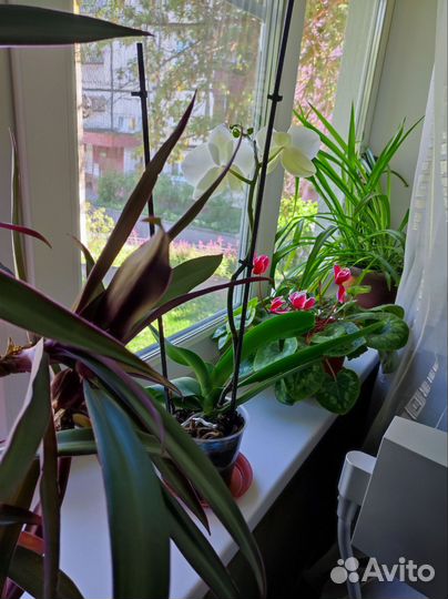 Цветы домашние в горшках