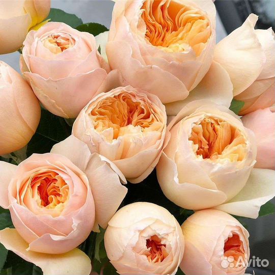 Саженцы роз