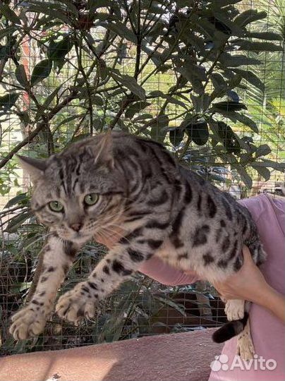 Бенгальский кот