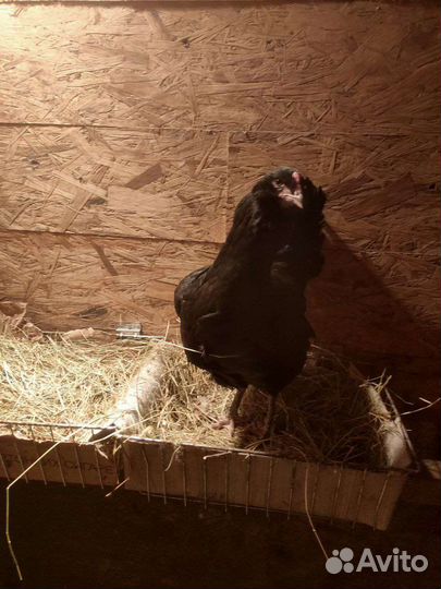 Инкубационное яйцо.Цыплята Амераукана