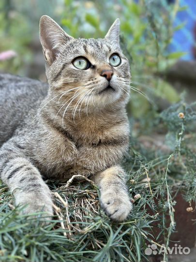 Кот в добрые руки