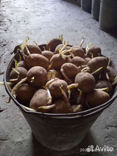 Семенной картофель