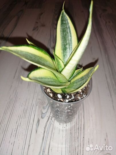 Сансевиерия ханни Голд