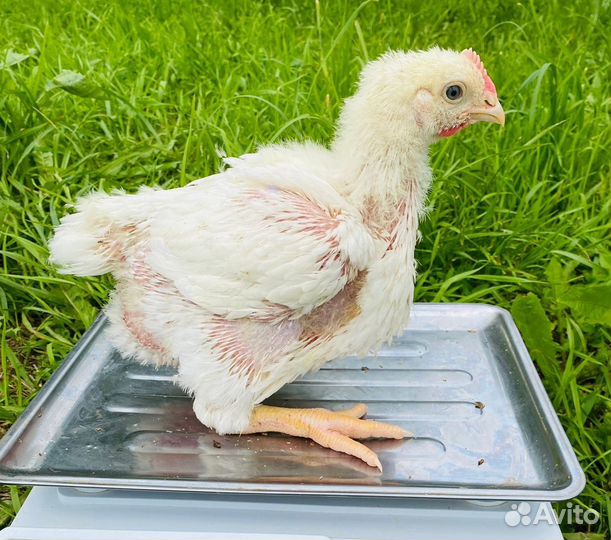 Суточные цыплята, бройлеры