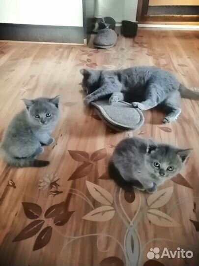 Британские котята, плюшевые камочки