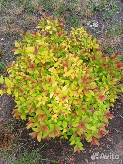 Многолетники