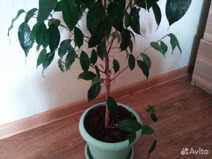 Фикус бенджамина большой, растение
