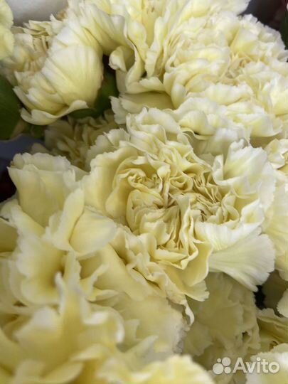 Диантусы/ гвоздики