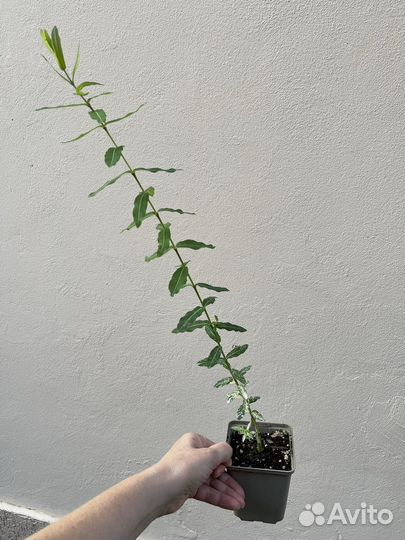 Ива Хакуро нишики-Розовый фламинго