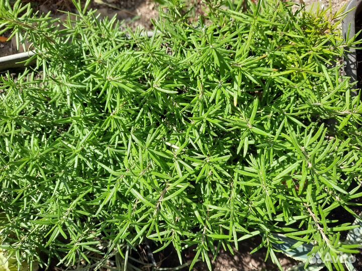 Розмарин саженцы