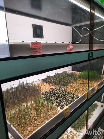 Витрина для выращивания микрозелени green bar