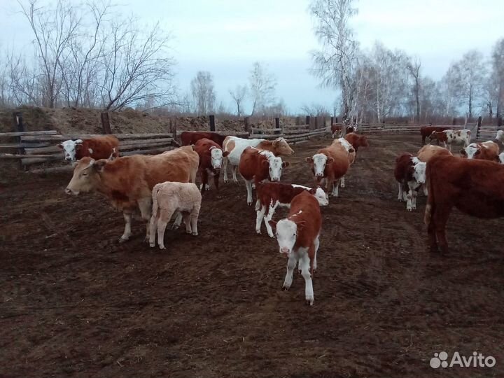 Продам крс, овец