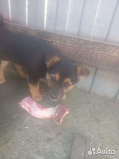 Щенки бесплатно