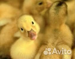 Гуси суточные