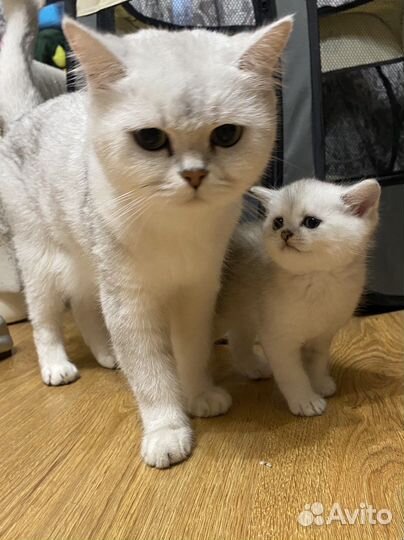 Британские котята