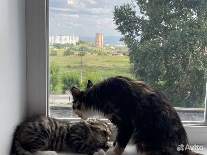 Котята