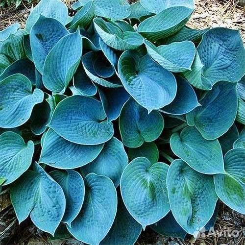 Хоста сортовая