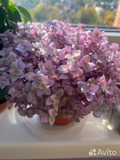 Коллизии кусты