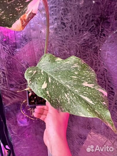 Монстра Тайское созвездие