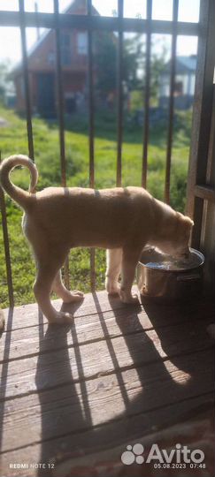 Среднеазиатская овчарка алабай