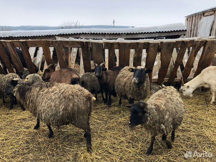 Овцы Бараны