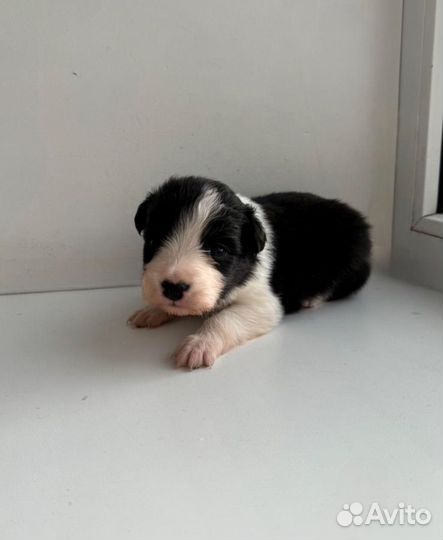 Бордер колли щенки