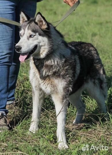 Красивая девочка хаски ищет дом в добрые руки
