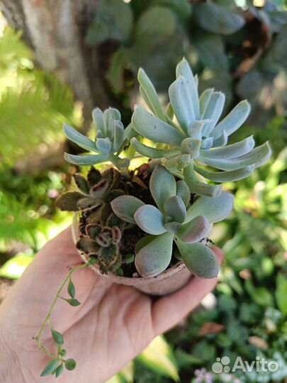 Суккуленты, композиции