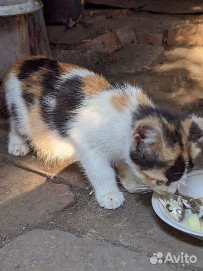 Котенок бесплатно