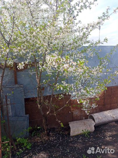 Саженцы вишни владимирской,молодежной