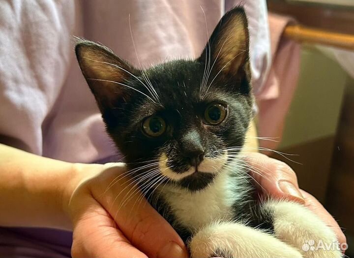 Отдам в добрые руки